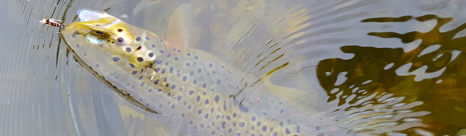 toll gezeichnet toll gezeichnet