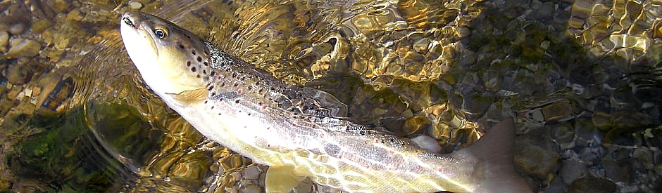 Traun (28) Traun (28)